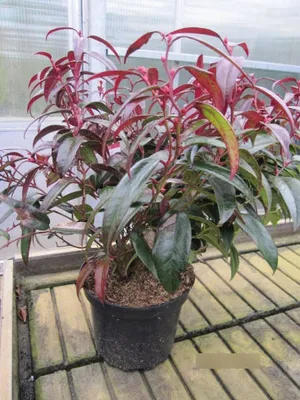 Produktbild von Leucothoe axillaris Carinella - Traubenheide / Traubenmyrte Carinella - 30-40cm