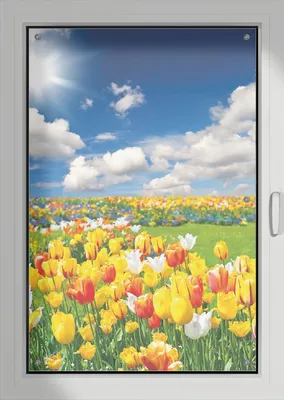 Produktbild von Wallario Lichtschutzbild, Dekorativer Sichtschutz Sonnenschutz 76 x 115 cm mit Motiv: Tulpenwiese unter blauem Himmel - Verdunklung ohne Bohren