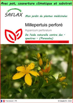 Image de SAFLAX Garden to go - Millepertuis perforé - 300 graines - Hypericum