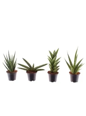 Produktbild von 4 x Sansevieria cylindrica Zimmerpflanze