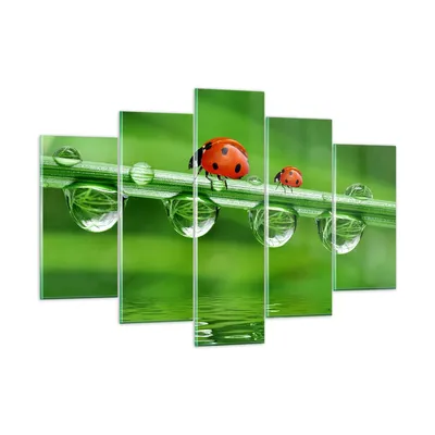 Produktbild von Bilder auf glas - Marienkäfer Wasser Grün Umwelt - 150x100cm - Glasbilder - Wandbilder - Kunstdruck - zum Aufhängen bereit - Wanddekoration aus Glas - Glas Bilder - Wandbild auf Glas - GEA150x100-2661