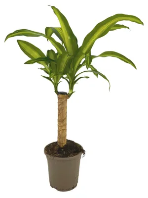 Zdjęcie produktu dla Dracena pachnąca (Dracaena fragrans 'Massangeana') - doniczka 17 cm - wysokość ok. 60-80 cm