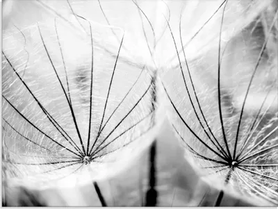 Produktbild von ARTland Glasbild Pusteblume in schwarzweiß Größe: 60x45 cm