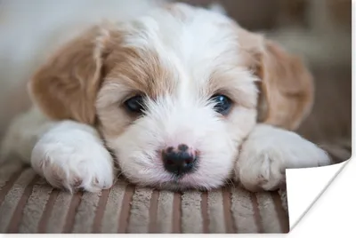 Produktbild von MuchoWow® Poster Nahaufnahme eines Cavachon-Welpen 180x120 cm - Fotoplakat