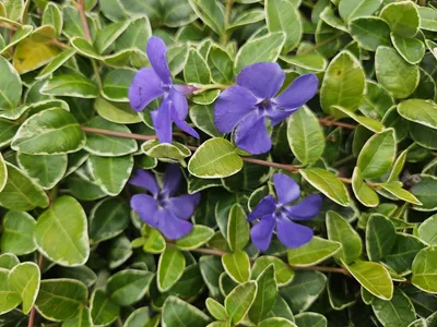 Immagine prodotto di Sempreverde a foglie piccole di colore bianco Vinca minor 'Argenteovariegata' - ↕10-25cm - Ø9cm - 12 piante - Tappezzante invernale con fiori viola - Per aiuole e zone d'ombra - Facile da curare e robusto