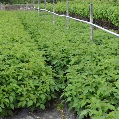 Produktbild von Saxa Record, Himbeere, resistente herbsttragende Himbeerpflanze, 60-100 cm, gestäbt im 2 Liter Topf