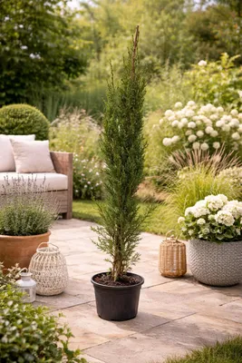 Produktbild von Mittelmeer Zypresse 120–140 cm Säulenzypresse Cupressus sempervirens winterhart italienische Zypresse mediterrane Gartenpflanze