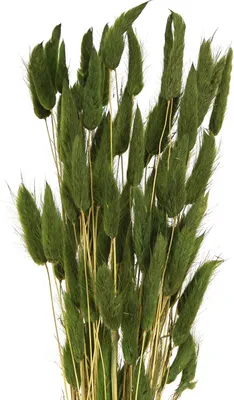 Produktbild von Hasenschwanzgras Deko Trockenblumen Samtgras Elegante Akzentpflanze