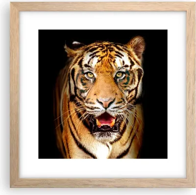 Produktbild von Gerahmtes Poster - Rahmen in heller Eiche - tiger tier - 30x30 cm - Wand Bild - Wanddeko - Wandbilder - Kunstposter - Wandposter - Bilderrahmen - Bilder - Kunstdruck - Wandbild - P2NAC30x30-4103