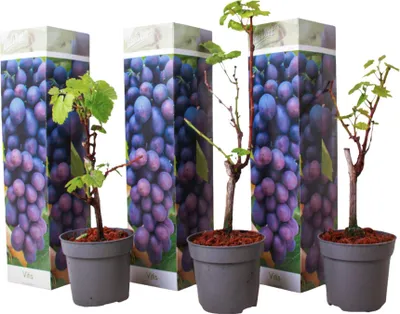 Produktbild von Traubenpflanze - 3 Stk - Vitis vinifera 'Cabernet franc' - Höhe 25-40cm - ⌀9cm