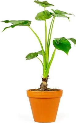 Obrázek produktu pro Gardners Alocasia cucullata, průměr 14 cm