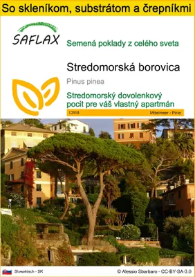 Obrázok produktu pre SAFLAX Kultivačný set - Stredomorská borovica - Pinus pinea - 6 Semená - S mini skleníkom, pestovateľským substrátom a 2 črepníkmi