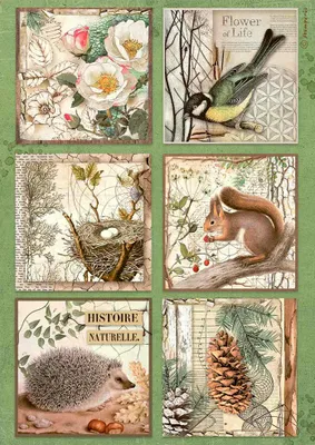 Produktbild von Motiv-Strohseide "Forest", DIN A4 Cards