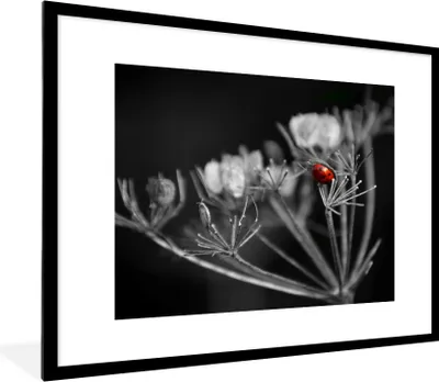 Produktbild von MuchoWow® Gerahmtes Poster Schwarz-Weiß-Foto von einem roten Marienkäfer auf einer Pflanze 80x60 cm - Poster mit Schwarzem Bilderrahmen Wandposter Rahmen Foto Bilder - Schlafzimmer-Dekorationen - Fotoposter