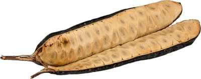 Produktbild von Bean Leitosa ca. 15cm | Parkia pendula