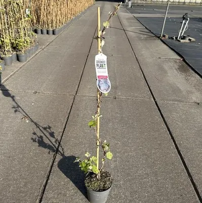 Image de Vitis vinifera « Purpurea »  - Vigne à feuilles rouges Purpurea | 70 cm en pot