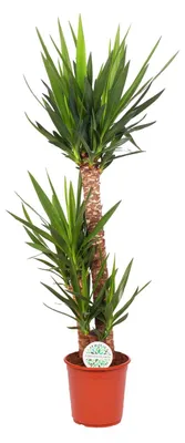 Immagine prodotto di Yucca Elephantipes - 115-125cm - Ø24cm - Pianta d'appartamento - Sempreverde