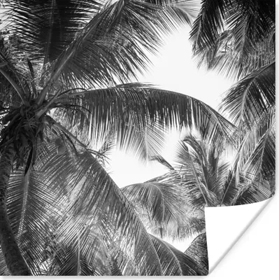 Produktbild von MuchoWow® Poster Palmwedel - Vintage - Natur 50x50 cm - Wohnzimmerdekoration