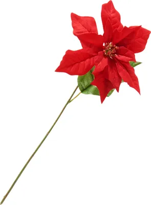 Produktbild von Weihnachtsstern Zweig "Gloria", L 45 cm