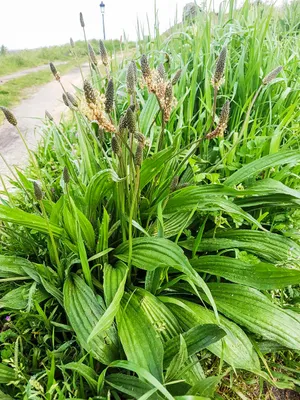 Produktbild von 3000 Spitzwegerich Samen – Plantago lanceolata Heilkraut, Teepflanze, Wildkraut, mehrjährig, ideal für Naturwiese & Bienenwiese
