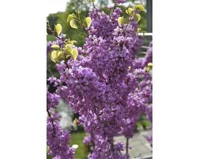 Obrázek produktu pro Zmarlika čínská Cercis chinensis 'Avondale' výška 60-80 cm květináč 7,5 l