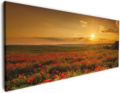Produktbild von Wallario Premium Leinwandbild Mohnblumenwiese bei Sonnenuntergang am Abend in Größe 60 x 150 cm
