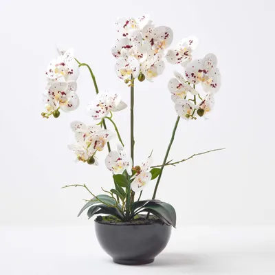 Produktbild von HOMESCAPES Künstliche weiße Phalaenopsis-Orchidee im schwarzen Keramik-Topf, 62 cm