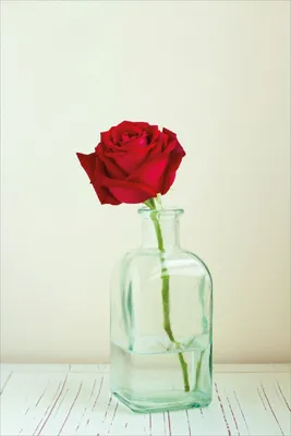 Produktbild von Wallario Poster - Rote Rose in Glasvase, Kunstdruck Größe: 61 x 91,50 cm
