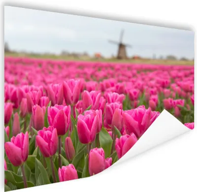 Produktbild von MuchoWow® Poster Rosa Tulpen und Windmühle 180x120 cm - Fotoplakat