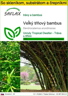 Obrázok produktu pre SAFLAX Kultivačný set - Veľký tŕňový bambus - Dendrocalamus arundinacea - 50 Semená - S mini skleníkom, pestovateľským substrátom a 2 črepníkmi