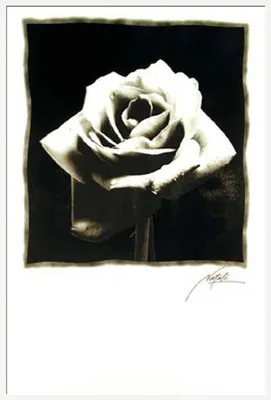 Produktbild von Black & White - Poster - Schwarze Rose Version 2 + Wechselrahmen, Shinsuke® Maxi Kunststoff weiss, Acryl-Scheibe