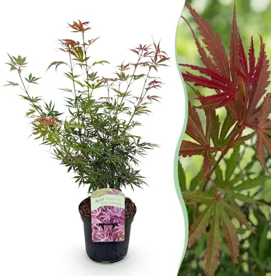 Image de Plante de terrasse - Erable Japonais - Acer palmatum Jerre Swarts - Rouge foncé - 1 Plante - Caduque - 60-70cm - Ø25cm - Plante de jardin