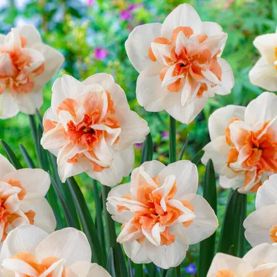 Produktbild von Narzissen Zwiebeln Winterhart Mehrjährig - Osterglocken Delnashaugh - 25 Blumenzwiebeln - Duftende Pflanzen aus Holland - für Garten und Topf (keine Samen, nicht künstlich)