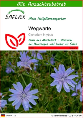 Produktbild von SAFLAX - Wegwarte - Cichorium intybus - 250 Samen - Mit keimfreiem Anzuchtsubstrat