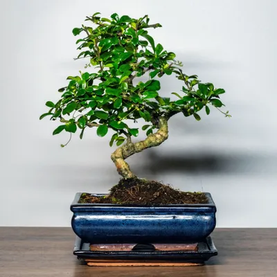 Produktbild von Bonsai Baum mit Keramik Blumentopf - Ligustrum, Ficus, Carmona, Podocarpus, Chinese elm - ca. 6-9 Jahre (20cm Schale ca. 8 JahreFukien Teebaum Bonsai