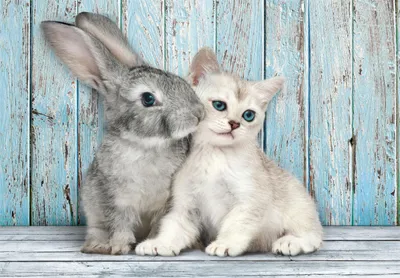 Obrázek produktu pro Puzzle 500 Compact Cat & Bunny