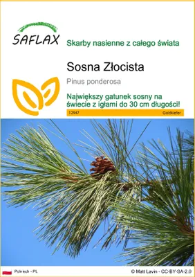 Zdjęcie produktu dla SAFLAX - Sosna Złocista - 20 Nasiona - Pinus ponderosa