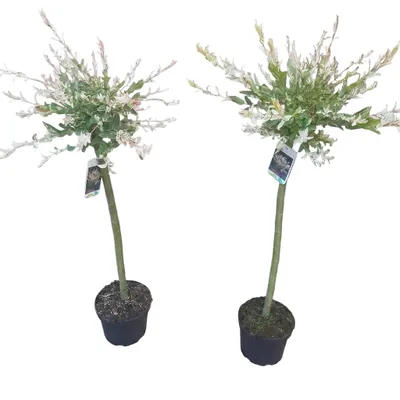 Produktbild von 2x Harlekinweide Hakuro Nishiki 110–120 cm – winterhartes Stämmchen mit 60 cm Stammhöhe – Salix integra