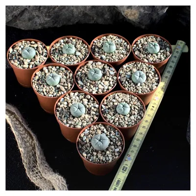 Produktbild von 10 Lophophora williamsii Peyote 1,5cm - eingetopft