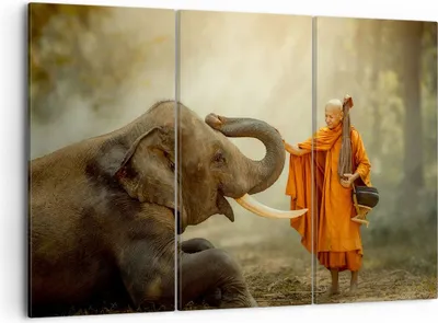 Produktbild von Bild auf Leinwand - Leinwandbild - Elefant Mönch Stoßzahn - 105x70cm - Wand Bild - Wanddeko - Leinwanddruck - Bilder - Kunstdruck - Wanddekoration - Leinwand bilder - Wandkunst - CE105x70-3484