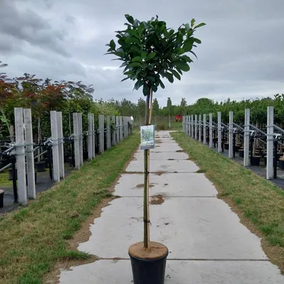 Produktbild von Prunus laur. Etna® ('Anbri' PBR) - Kirschlorbeer | 120 cm im Topf