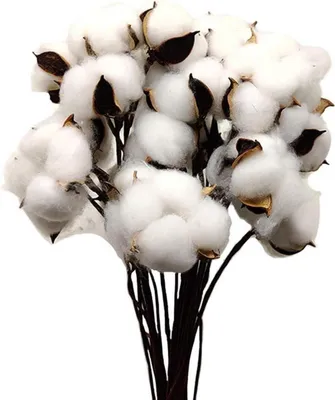 Immagine prodotto di 30 bastoncini di cotone bianco essiccato per la decorazione della casa di campagna