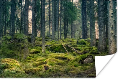 Produktbild von MuchoWow® Poster Wald - Baum - Moos 120x80 cm - Bilder