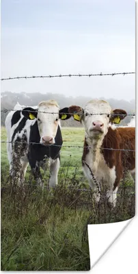 Produktbild von MuchoWow® Poster Kühe - Zaun - Friesland 40x80 cm - Dekoration