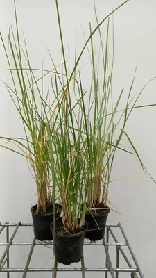 Produktbild von 6 x  Pennisetum macrourum - Lampenputzergras  - Topf 9 x 9 cm