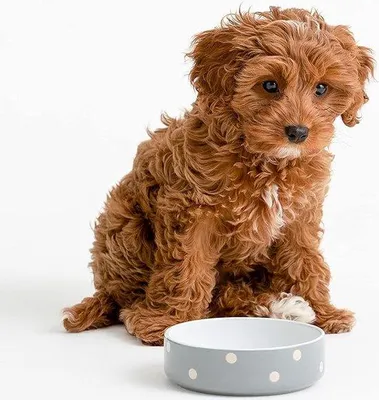 Immagine prodotto di Vasca per cani
