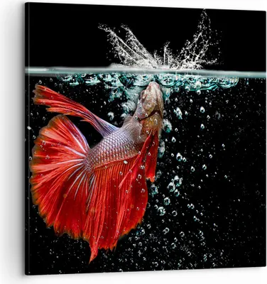 Produktbild von Bild auf Leinwand - Leinwandbild - Fisch Wasser Natur - 60x60cm - Wand Bild - Wanddeko - Wandbilder - Leinwanddruck - Bilder - Kunstdruck - Wanddekoration - Leinwand bilder - Wandkunst - AC60x60-3492