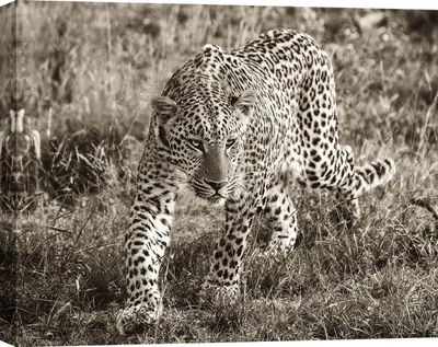 Immagine prodotto di Quadro su tela - Leopardo africano - 70x50 cm
