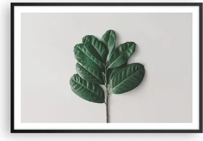 Produktbild von Gerahmtes Poster - Schwarzer Rahmen - Blätter Pflanzen Botanik - 91,5x61 cm - Wand Bild - Wanddeko - Wandbilder - Kunstposter - Wandposter - Bilderrahmen - Bilder - Kunstdruck - P2BAA91x61-4956