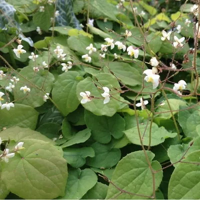 Produktbild von 6 x Flaumige Elfenblume - Epimedium pubigerum  | Topf 9cm x 9cm